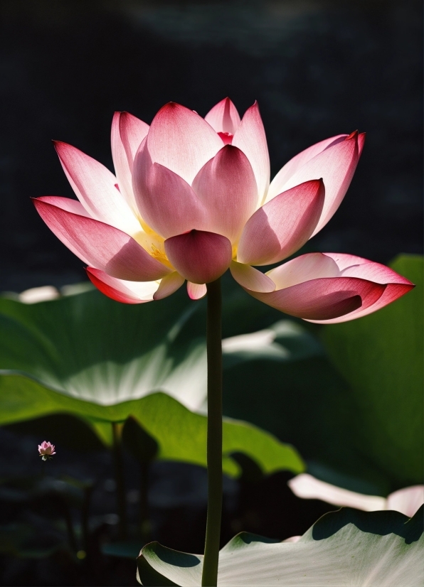 Free Cinematic Videos, Flower, Plant, Lotus, Botany, Nature