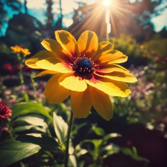 Free Clips, Flower, Plant, Sky, Petal, Sunlight