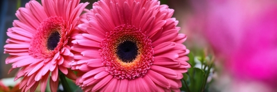 Free Clips For Video Editing, Flower, Plant, Petal, Pink, Flower Arranging