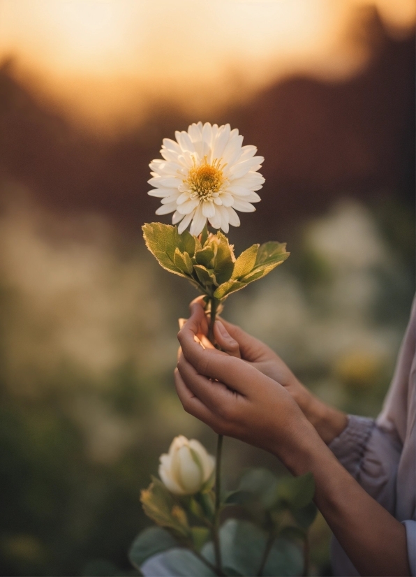 Free Drone Footage Download, Flower, Plant, Petal, People In Nature, Sky