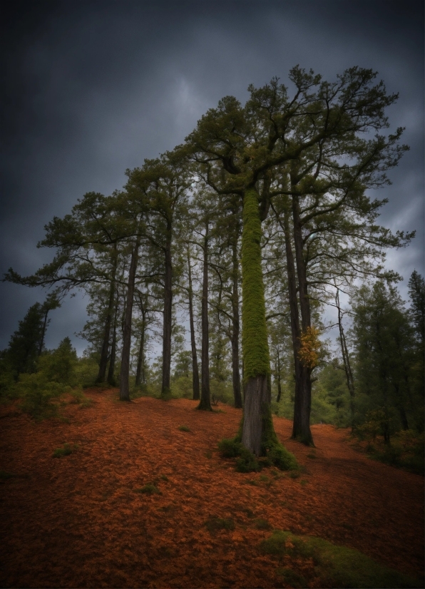 Free Food Stock Videos, Cloud, Sky, Plant, Atmosphere, Tree