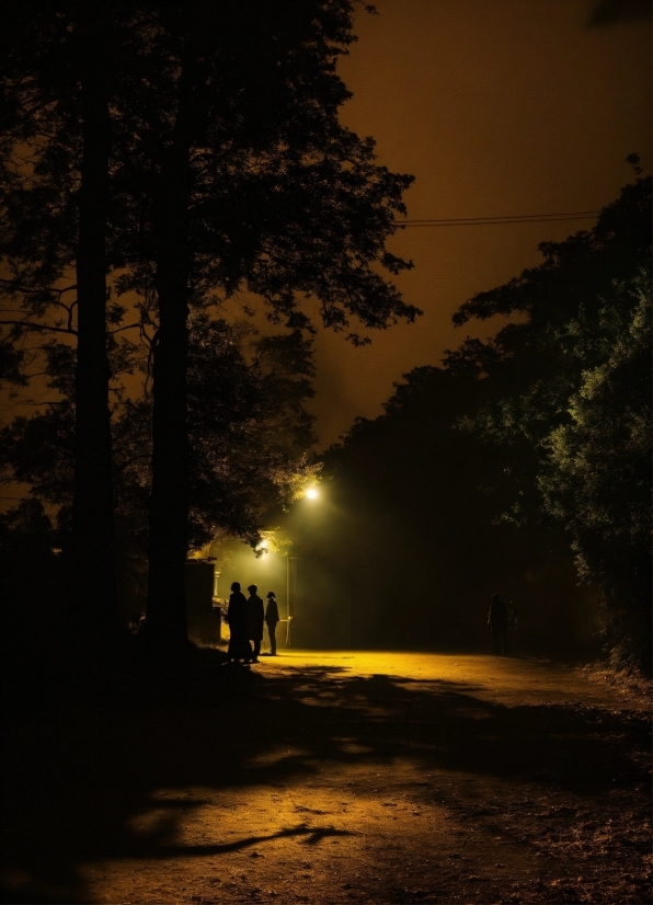 Free Footage Photo, Atmosphere, Automotive Lighting, Road Surface, Tree, Branch