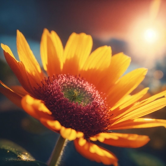 Free Footage Websites, Flower, Plant, Sky, Petal, Sunflower