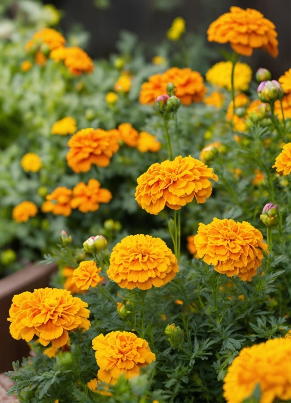 Free High Resolution Videos, Flower, Plant, Botany, Petal, Tagetes