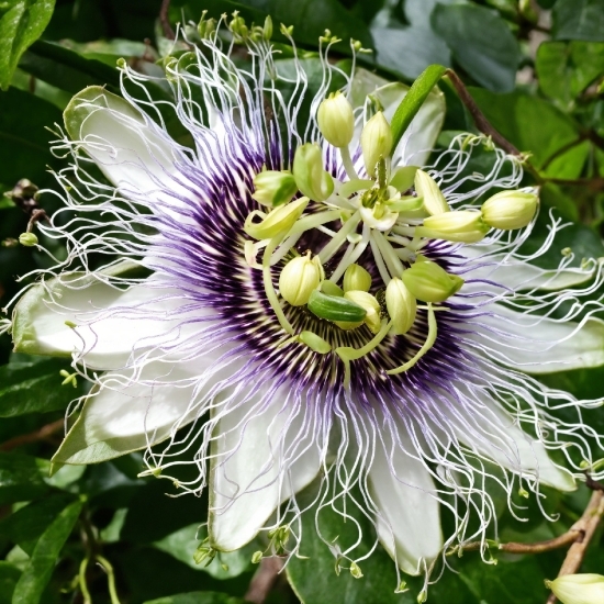 Free Images For Commercial Use No Attribution, Flower, Plant, Purple Passionflower, Petal, Terrestrial Plant