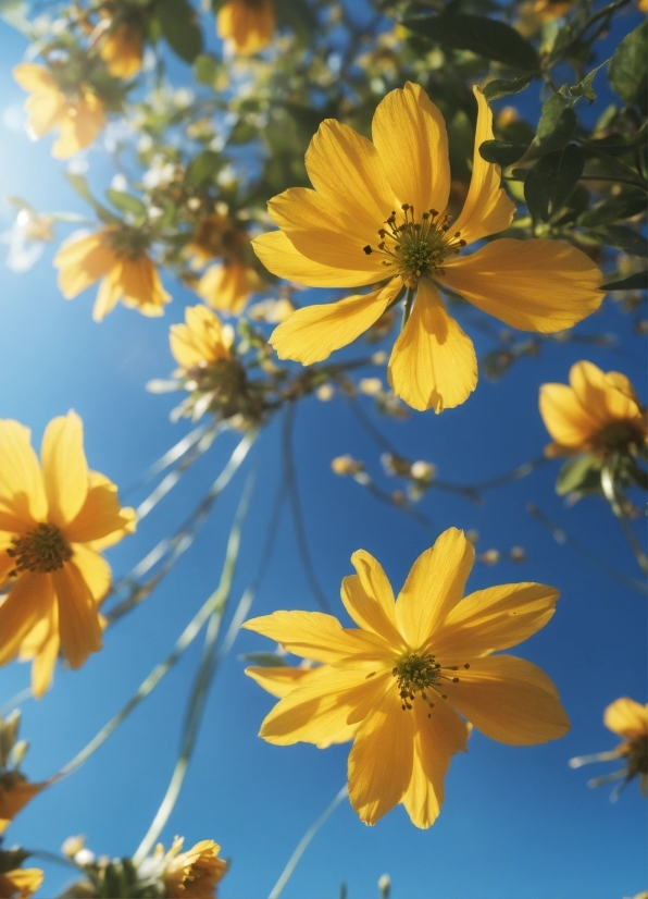 Free Shutterstock, Flower, Plant, Daytime, Sky, Nature