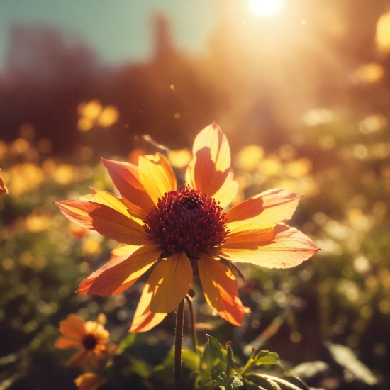 Free Stock Market, Flower, Plant, Petal, Sunlight, Sky