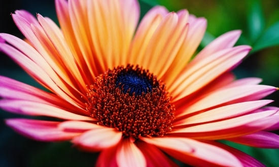 Free Stock Video Sites, Flower, Purple Coneflower, Plant, Sky, Pollinator