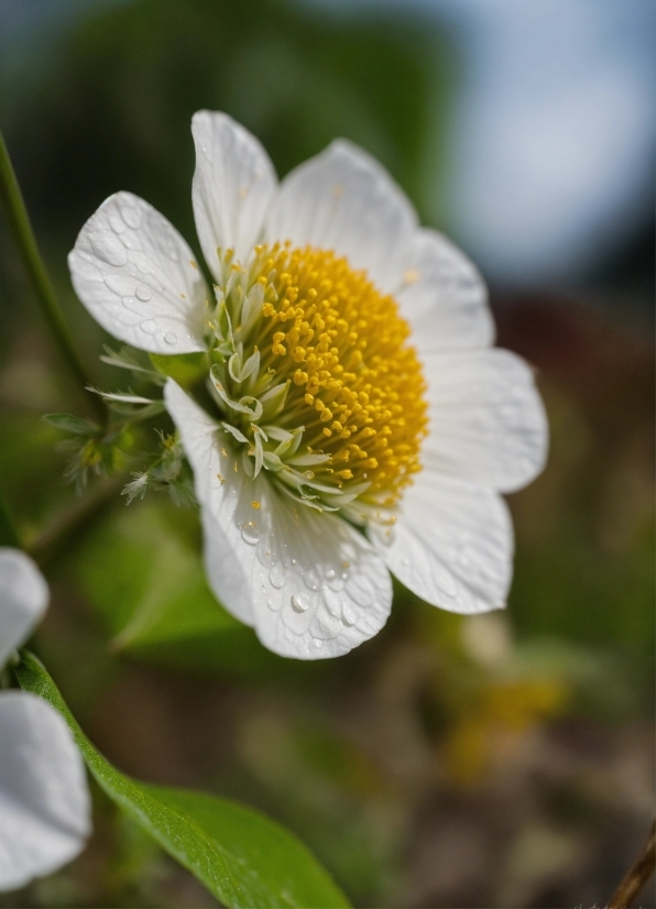 Free Stock Videos With Sound, Flower, Plant, Petal, Virginia Strawberry, Flowering Plant