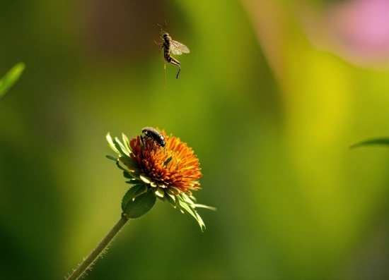 Free Video Clips, Flower, Pollinator, Plant, Arthropod, Insect