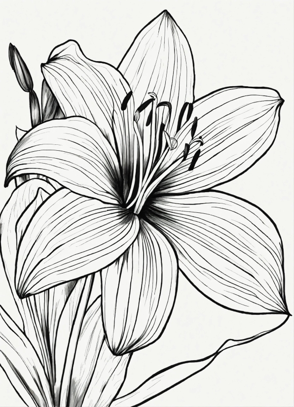 Free Video Content, Flower, Plant, Petal, Black-and-white, Art