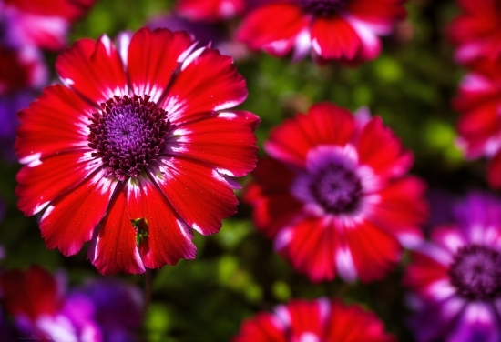 Free Video Images Download, Flower, Plant, Petal, Purple, Terrestrial Plant