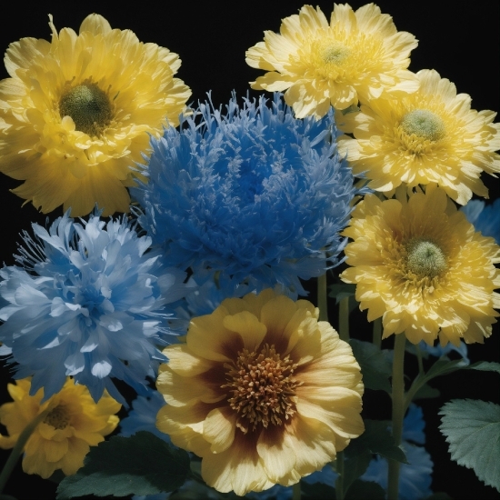 Free Video Library, Flower, Plant, Petal, Blue, Yellow