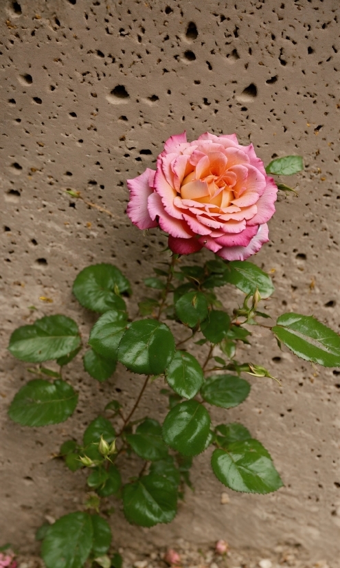 Free Videos For Advertising, Flower, Plant, Petal, Hybrid Tea Rose, Pink