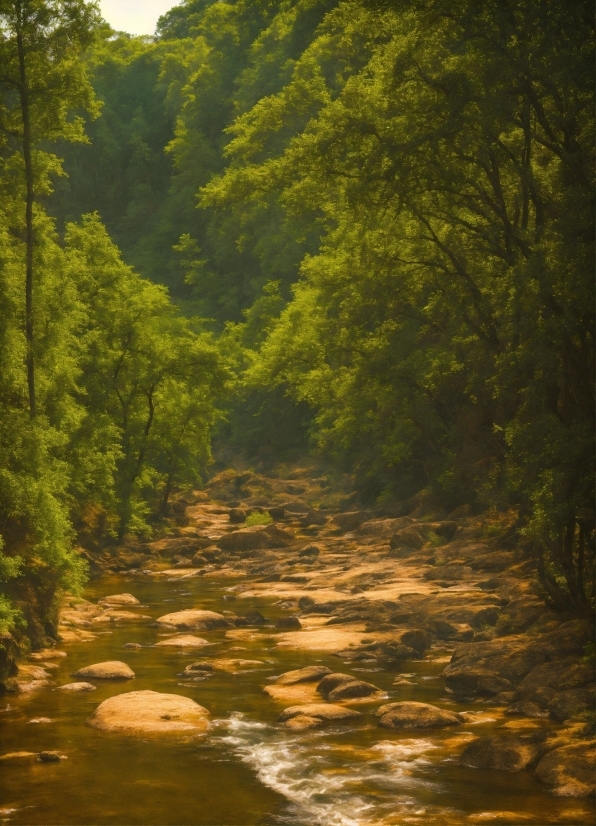 Free Zoom Background Videos, Water, Water Resources, Plant, Fluvial Landforms Of Streams, Natural Landscape