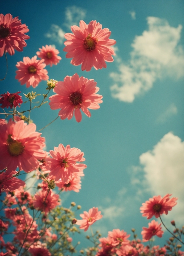 Freemake Video Downloader, Flower, Sky, Plant, Daytime, Cloud