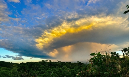 Funny Monkey Video Clips Download, Cloud, Sky, Atmosphere, Plant, Ecoregion