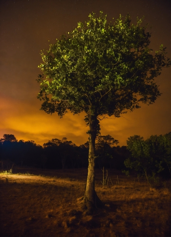 Getty Royalty Free, Plant, Sky, Branch, Natural Landscape, Tree