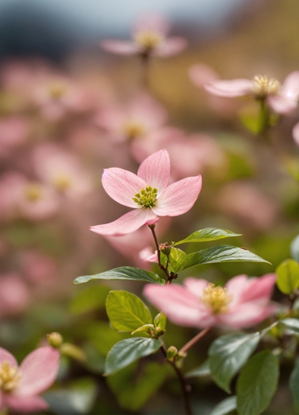 Good Stock Photos, Flower, Plant, Petal, Branch, Twig