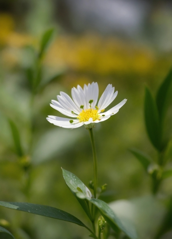 Green Screen Video Free Download, Flower, Plant, Petal, Grass, Herbaceous Plant