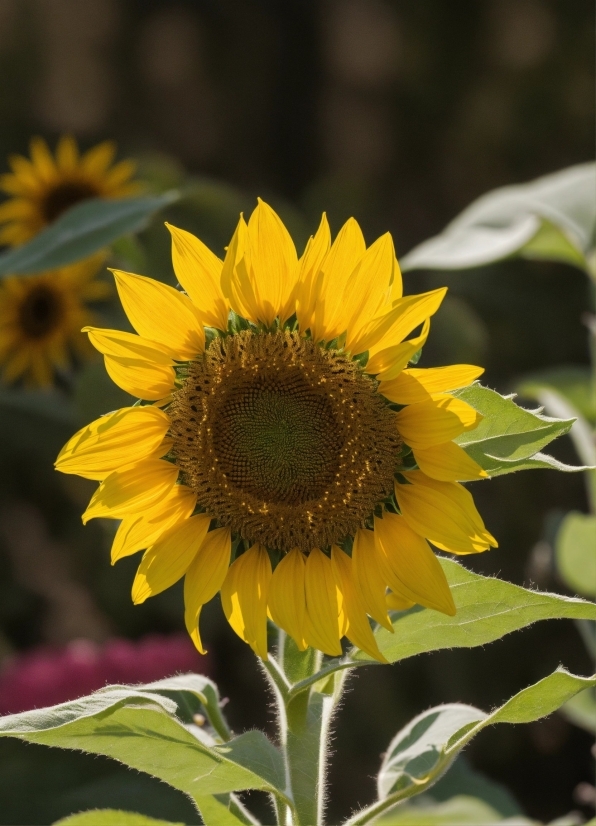 Gym Stock Footage, Flower, Plant, Petal, Sunflower, Cuisine