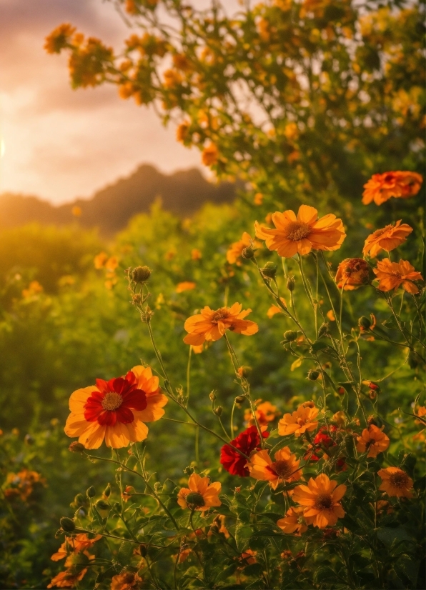 Hd Stock Images, Flower, Plant, Petal, Sky, Natural Landscape