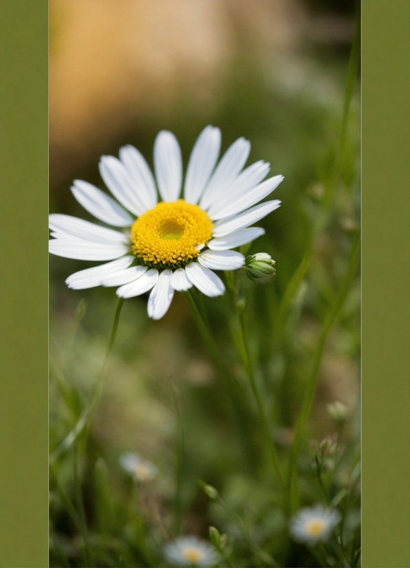 High Quality Stock Video, Flower, Plant, Camomile, Petal, Chamaemelum Nobile