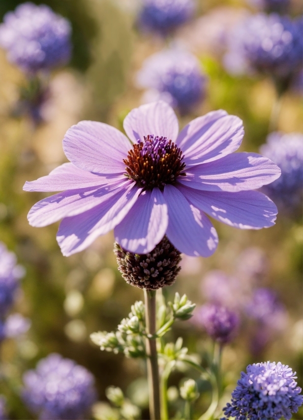 Istock Images Free, Flower, Plant, Blue, Purple, Botany