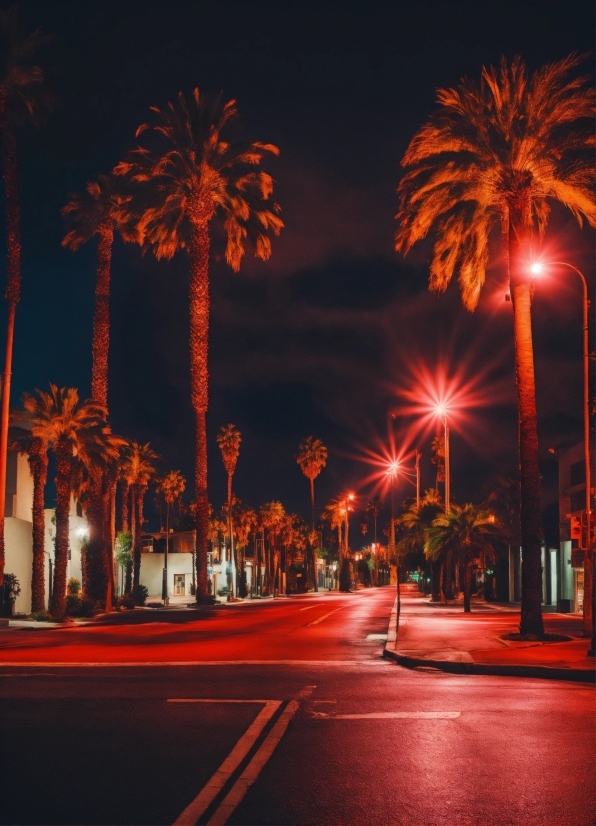 Labs Openai Dall E, Plant, Street Light, Sky, Light, Nature