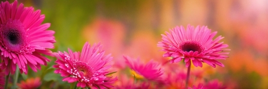 License Free Video Content, Flower, Plant, Petal, Pink, Herbaceous Plant