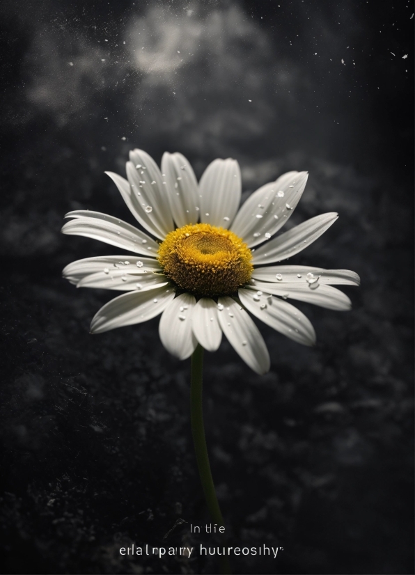 Likee App Download, Flower, Plant, Liquid, Sky, Petal