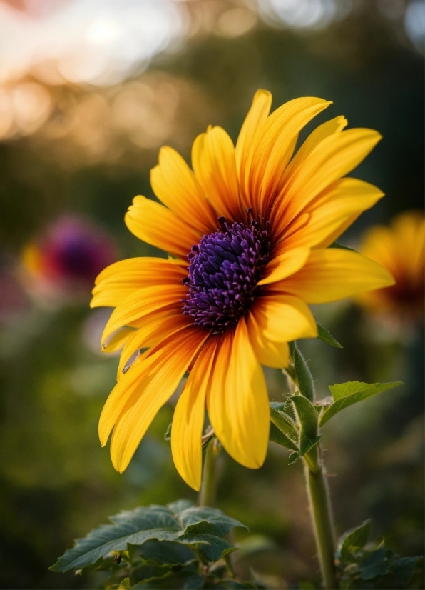 Living Room Stock Photo, Flower, Plant, Sky, Petal, Herbaceous Plant