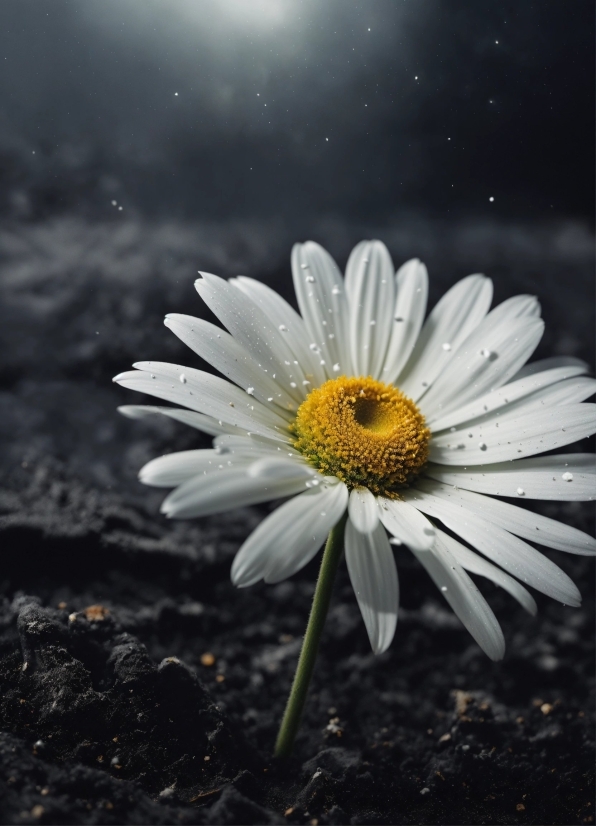 Long Stock Footage, Flower, Plant, Sky, Flash Photography, Petal