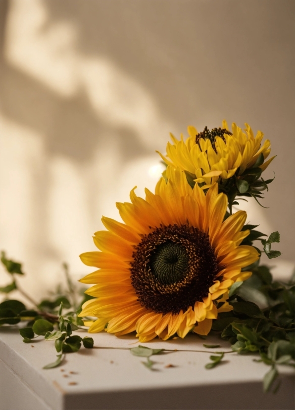 Movie Stock Footage, Flower, Plant, Petal, Flower Arranging, Sunflower