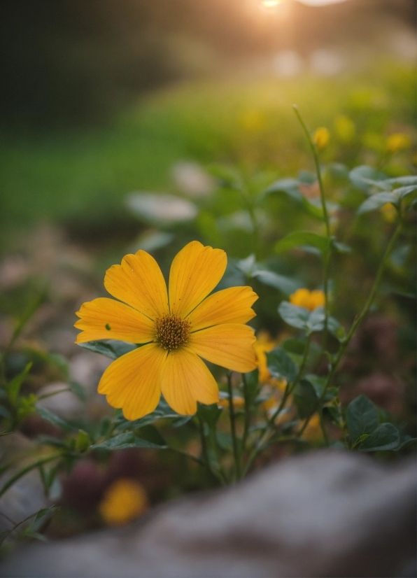 Nature Stock Photos, Flower, Plant, Sky, Petal, Sunlight