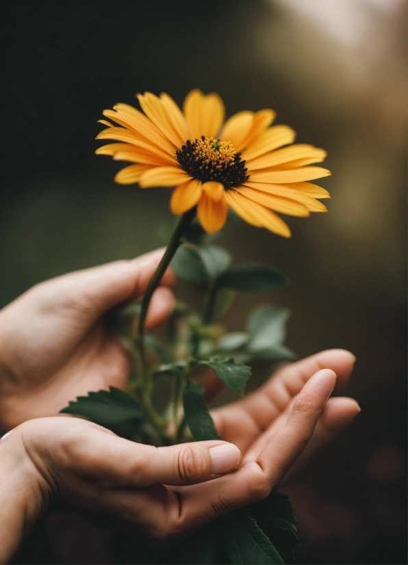 Nature Video Download, Flower, Hand, Plant, Petal, Gesture