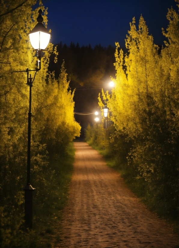 Nature Video Loop Free Download, Atmosphere, Sky, Plant, Light, Street Light