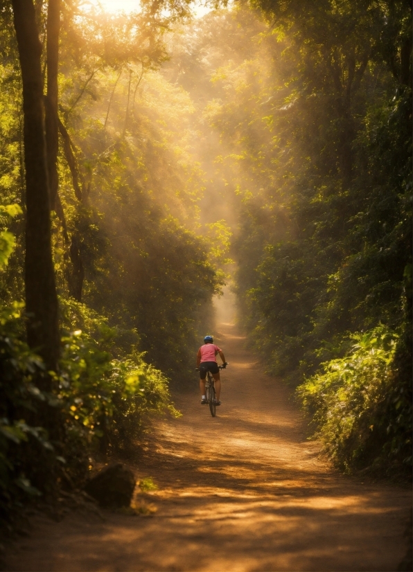 Non Copyrighted Movie Clips, Bicycle, Plant, Wheel, Wood, Tree