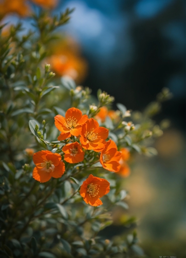 Online Video Cutter, Flower, Plant, Petal, Orange, Grass