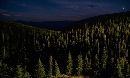 Phone Video Clips, Plant, Sky, Mountain, Natural Landscape, Larch