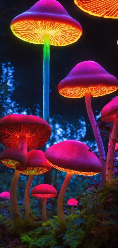 Photograph, Botany, Light, Plant, Purple, Mushroom