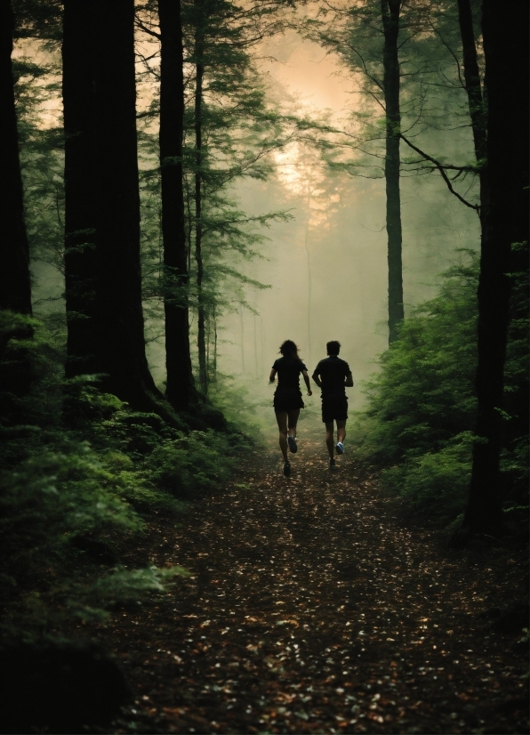 Plant, Atmosphere, Sky, People In Nature, Natural Landscape, Wood