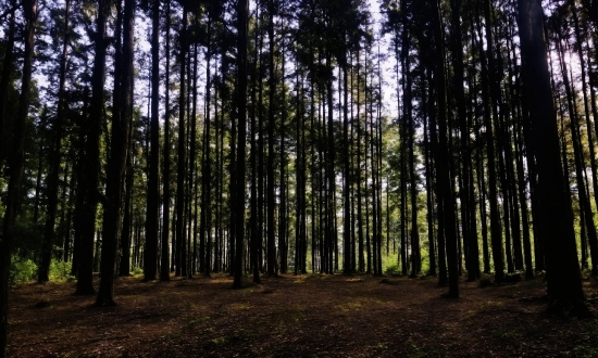 Plant Community, Sky, Plant, Terrestrial Plant, Wood, Natural Landscape