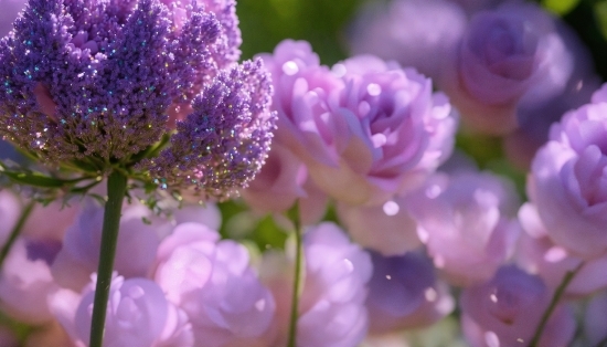 Plant, Flower, Purple, Petal, Violet, Annual Plant