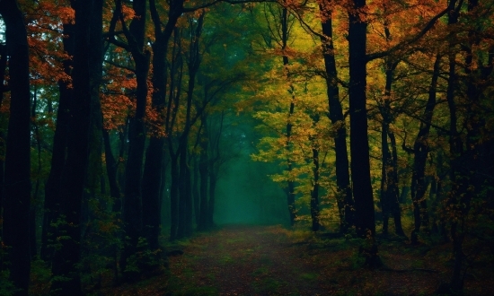 Plant, People In Nature, Wood, Tree, Natural Landscape, Sunlight