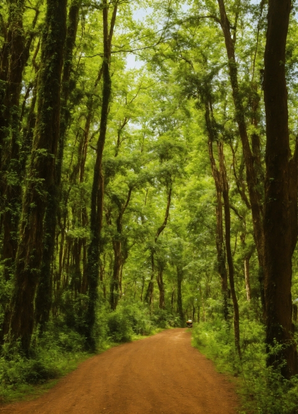 Plant, Plant Community, Tree, Natural Landscape, Wood, Branch