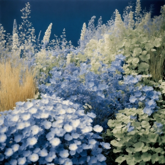 Plant, Sky, Flower, Daytime, Nature, Azure