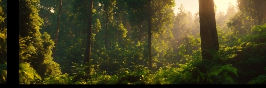 Plant, Wood, Natural Landscape, Terrestrial Plant, Twig, Trunk