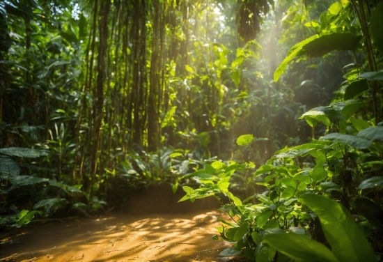 Plant, Wood, Terrestrial Plant, Natural Landscape, Trunk, Shade