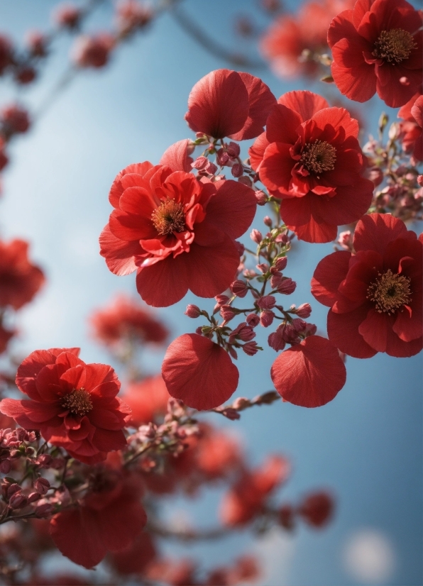 Portrait Stock Videos, Flower, Plant, Sky, Petal, Branch